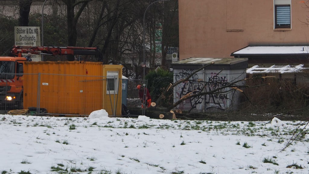 Weiterer alter Baumbestand muß weichen