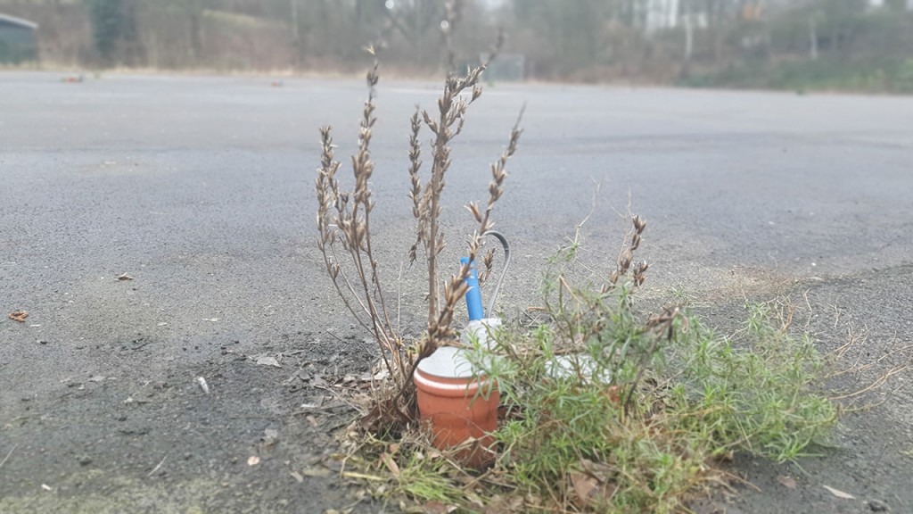 Renaturierung Am Kuhlenkamp - nur ein verdörrtes Pflänzchen?