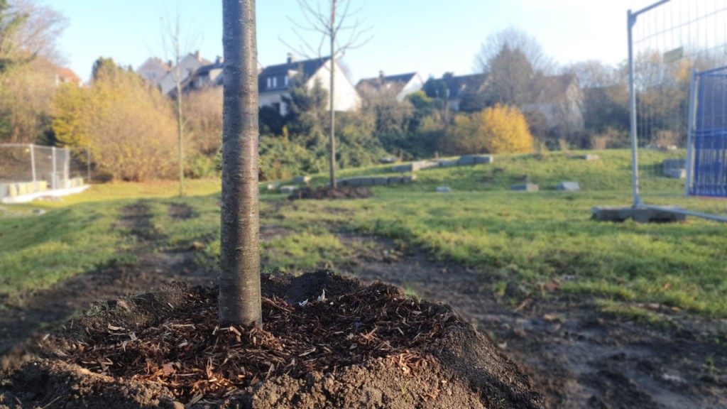 Am Kuhlenkamp wurden Obst- und andere Hartholzbäume gepflanzt