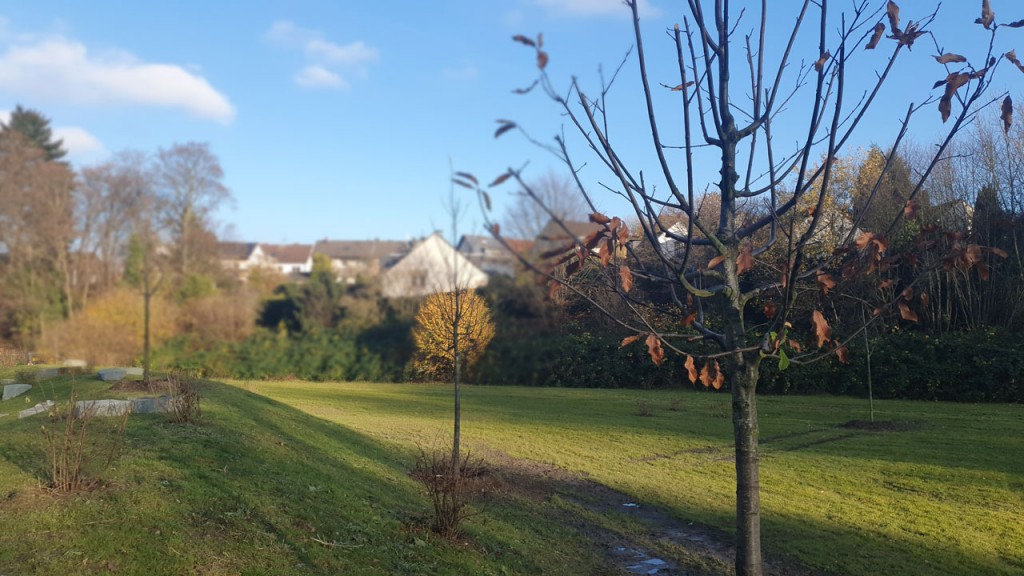 Blick nach Norden: Am Kuhlenkamp wurden Obst- und andere Hartholzbäume gepflanzt